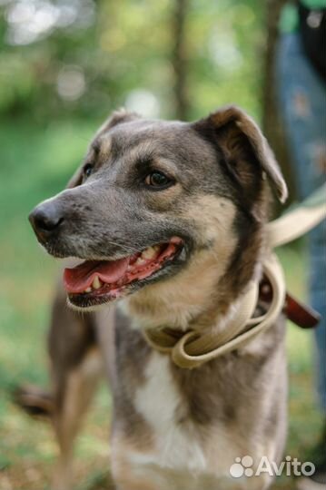 Собака-мечта из приюта