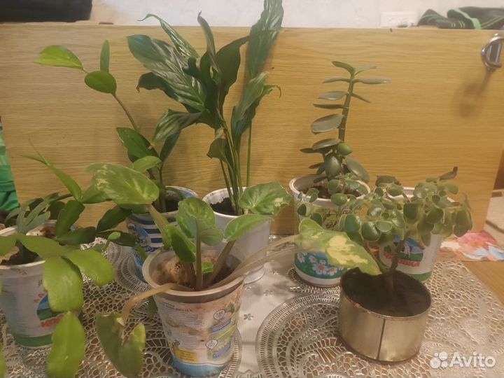 Цветы комнатные