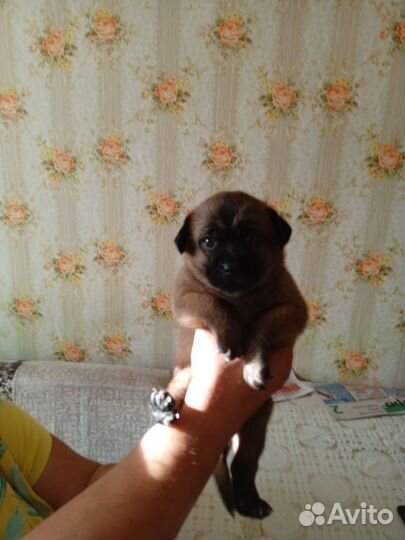 Щенок той-терьер