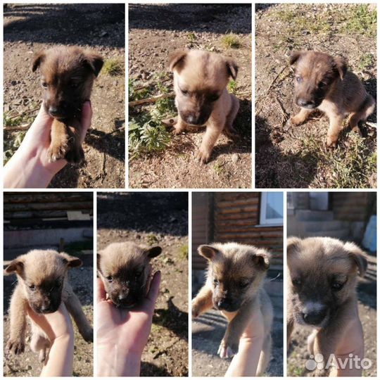 Собака в добрые руки щенок