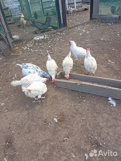 Куры, гуси, индюки