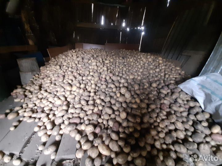Картофель крупный семенной и мелкий