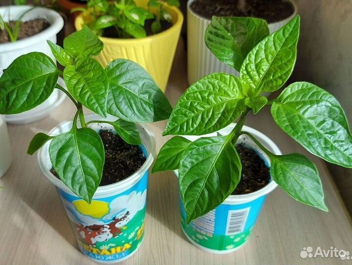 Перец комнатный острый