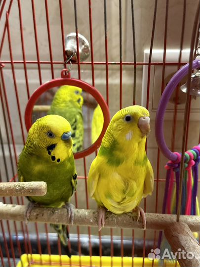 Волнистые попугаи - пара