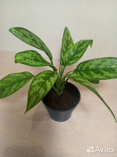 Аглаонема Мария