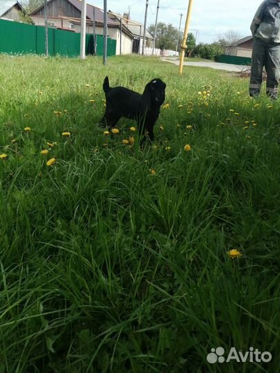 Англо нубийские козлята