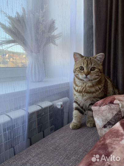 Отдам кошку 1 год в хорошие руки