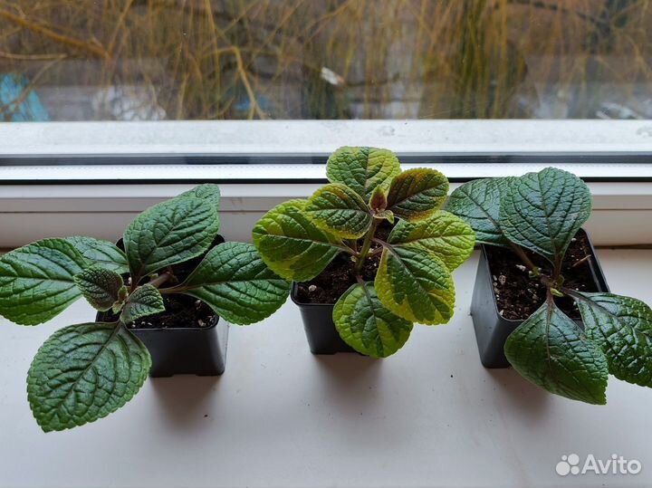 Плектрантус