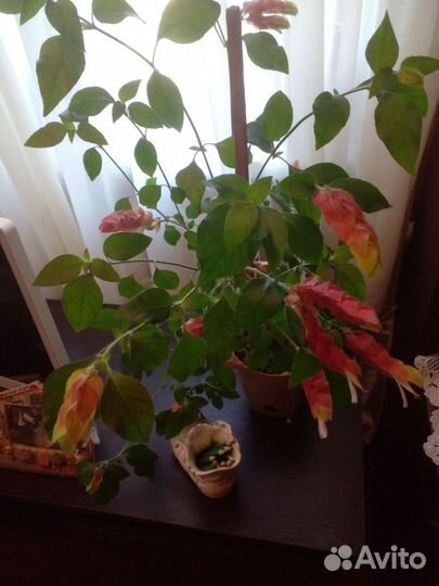 Белопероне