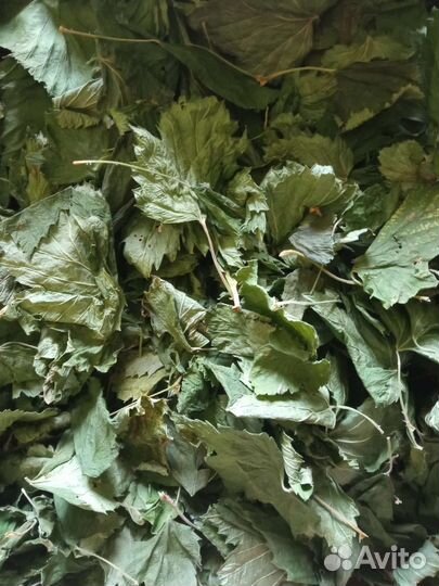 Лист смородины 2023