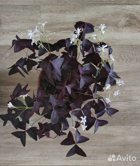 Комнатные цветы Оксалис