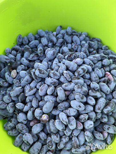 Жимолость ягоды