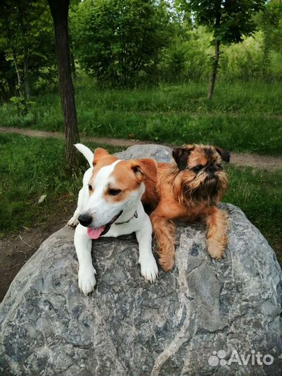 Дрессировка, воспитание и передержка собак.)