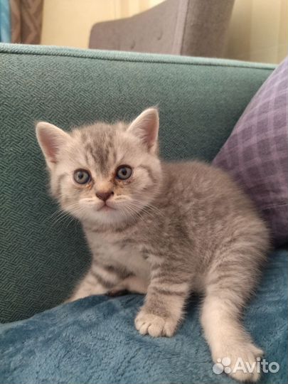 Отдам шотландского кота