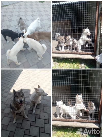 Западно сибирская лайка