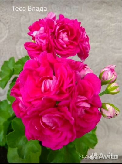 Пеларгонии сортовые