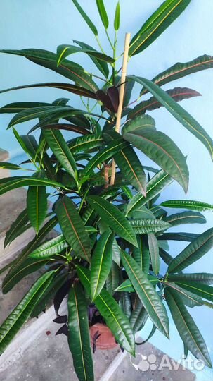 Офисные и комнатные растения