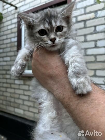 Котята