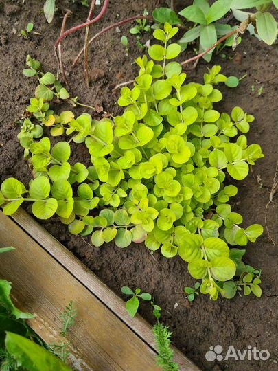 Вербейник монетчатый