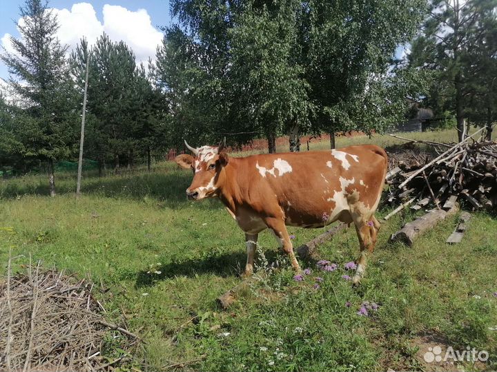 Коровы, нетели, быки, телята