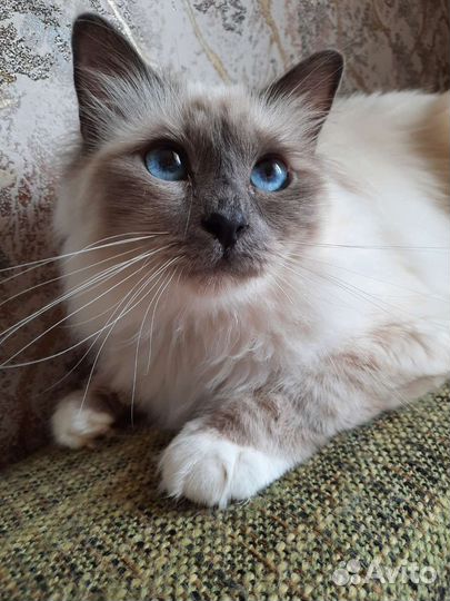 Священная,бирма -подрощенная кошечка