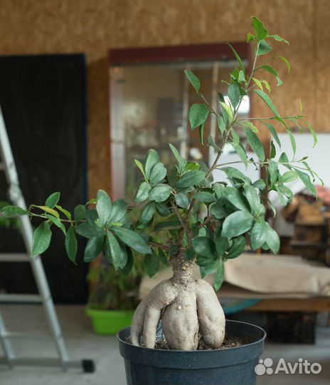 Фикус микрокарпа гинсенг (для бонсай)