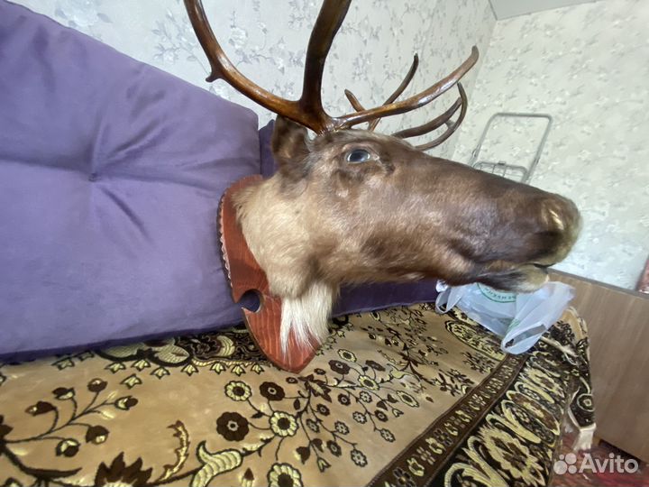 Голова оленя