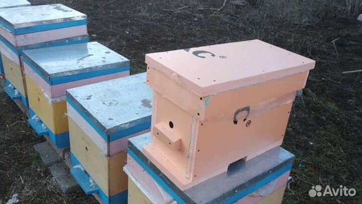 Пчелопакеты матки ульи мининуки
