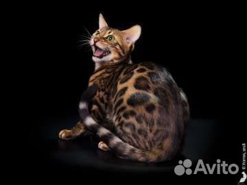 Бенгальский кот