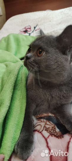 Британская кошка