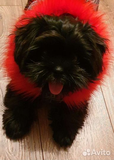 Зимняя куртка для собаки, ботинки, ошейник