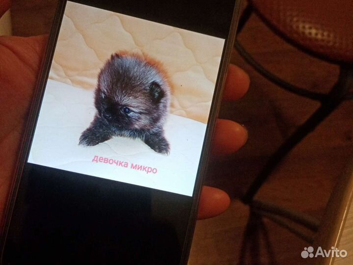 Шпицы померанцы