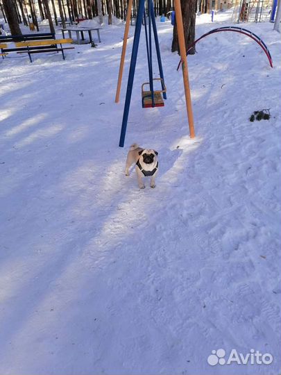 Вязка мопс девочка