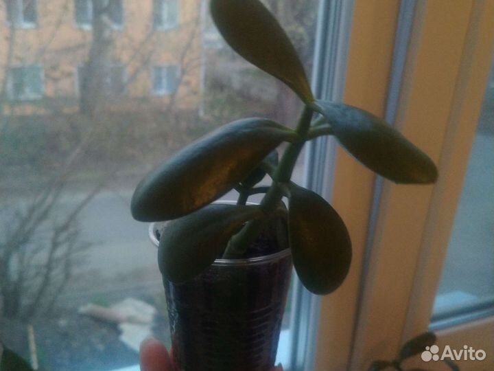 Сансевиерия (тещин язык), денежное дерево