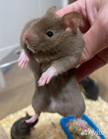 Крупные сирийские хомячки