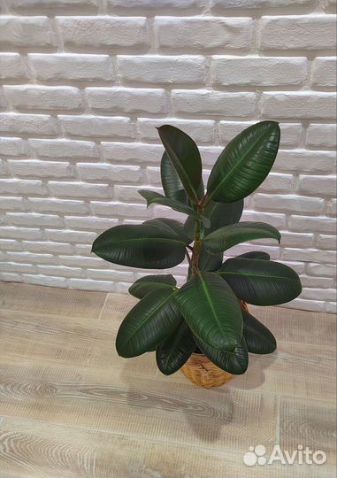 Фикус каучуконосный 85 см