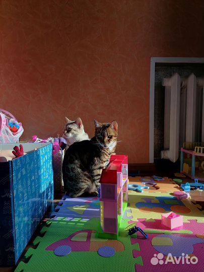 Бенгальская