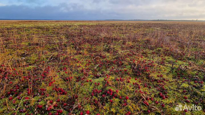 Клюква свежая