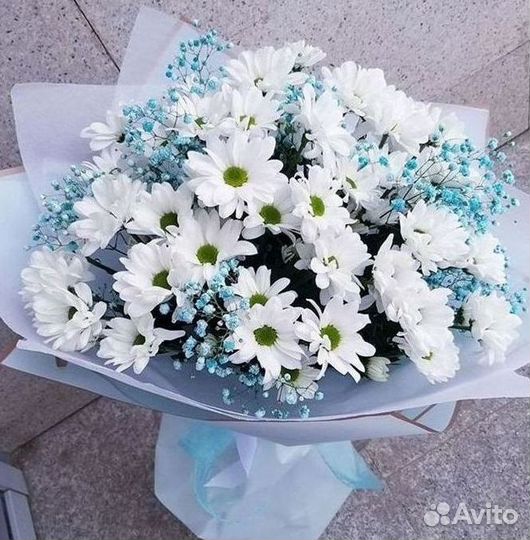 Хризантема