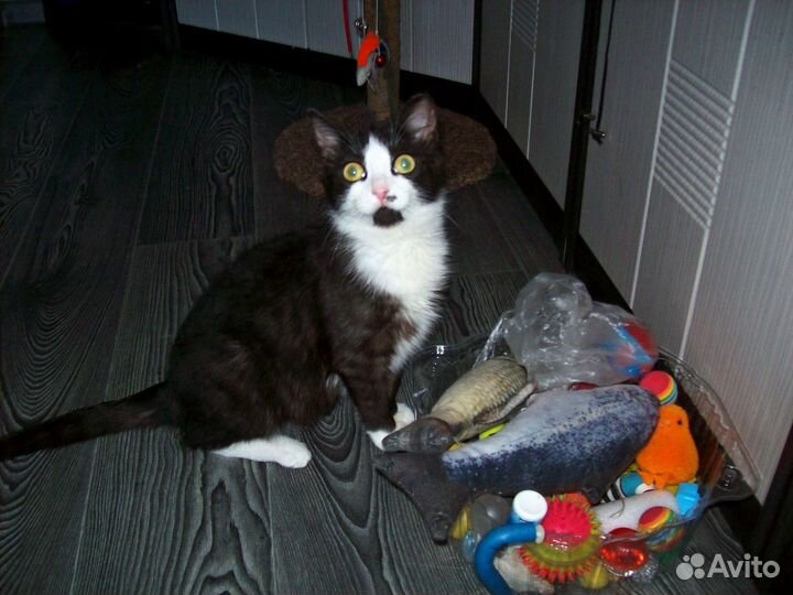 Отдам кошечку