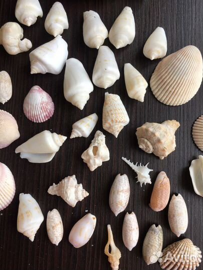 Морские ракушки