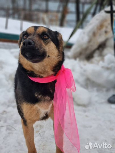 Собака в добрые руки, девочка Корица