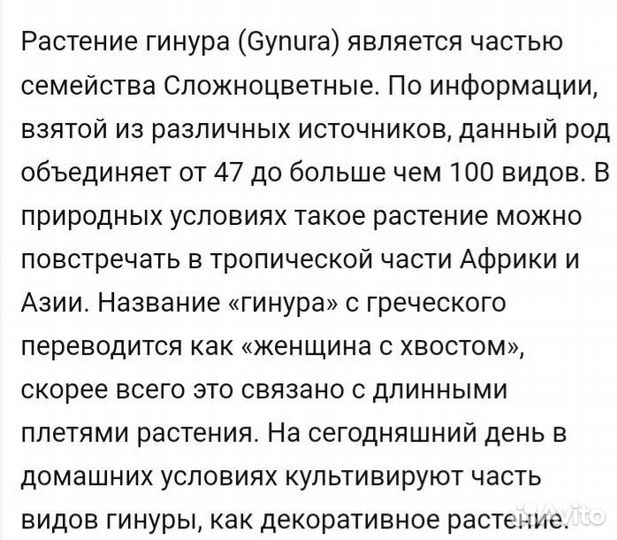 Комнатные цветы Гинура (Синяя птица)