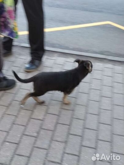 Щенок ищет приют