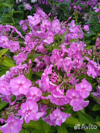 Флоксы многолетние