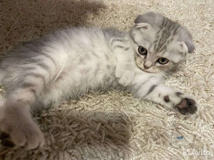 Британский котенок вислоухий