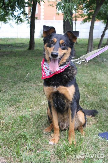 Собака Чарли в поисках дома