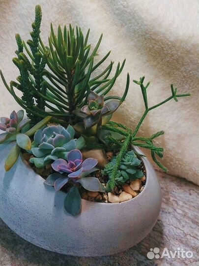 Суккуленты, композиции