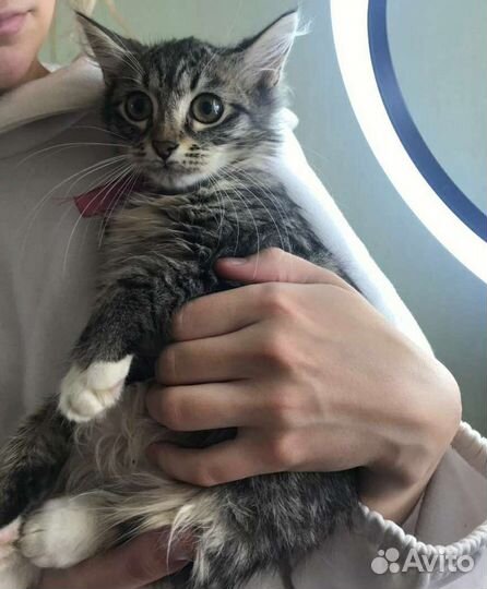 Скарлет, котёнок из подвала