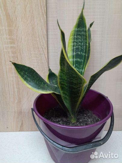 Сансевиерия